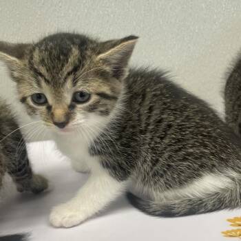 Lizzo -  Domestic Short Hair Cat for Adoption in Tampa, Florida - Lizzo | PetCurious