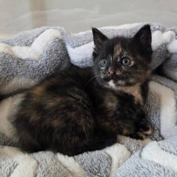 Gabby 2 -  Domestic Short Hair Cat for Adoption in Baltimore, Maryland - Gabby 2 | PetCurious