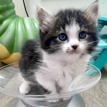 Domestic Short Hair Cats Available for Adoption in Madison, Wisconsin - Jinx | PetCurious
