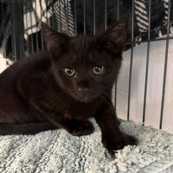 Amelio -  Domestic Short Hair Cat for Adoption in Hampton Bays, New York - Amelio | PetCurious