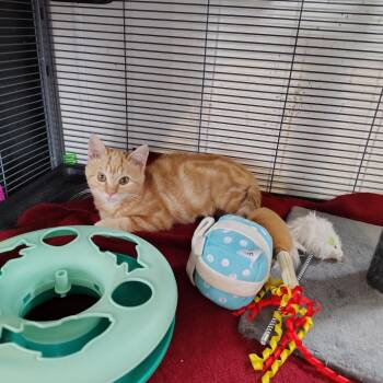 Domestic Short Hair Cats Available for Adoption - Dixie | PetCurious