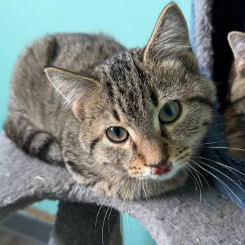 H&L: Louie -  Domestic Short Hair Cat for Adoption in Falls Church, Virginia - H&L: Louie | PetCurious