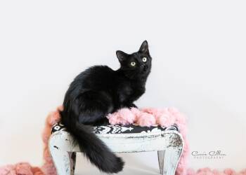 Jill -  Domestic Short Hair Cat for Adoption in Birmingham, Alabama - Jill | PetCurious