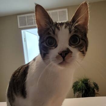 Rescue Domestic Short Hair Cats for Adoption in Houston, Texas - Habibi | PetCurious