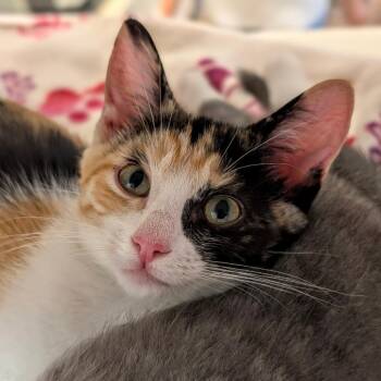 Kara -  Domestic Short Hair Cat for Adoption in Pleasanton, California - Kara | PetCurious