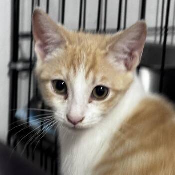 Walter -  Domestic Short Hair Cat for Adoption in Pleasanton, California - Walter | PetCurious