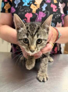 Alyx -  Domestic Short Hair Cat for Adoption in Trenton, New Jersey - Alyx | PetCurious