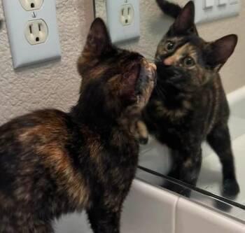 (CP) Indie -  Tortoiseshell and Domestic Short Hair Cat for Adoption in North Highlands, California - (CP) Indie | PetCurious