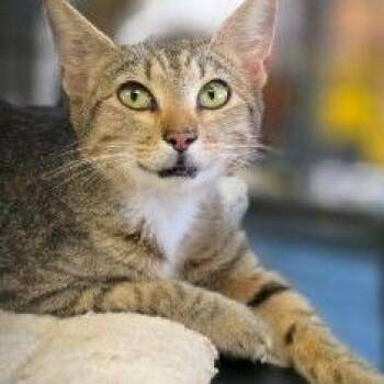 Sara*Meet me at Eagan Petsmart* -  Domestic Short Hair Cat for Adoption in Buffalo, Minnesota - Sara*Meet Me At Eagan Petsmart* | PetCurious