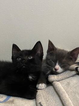 Rescue Domestic Short Hair Cats for Adoption - DYNAMITE | PetCurious