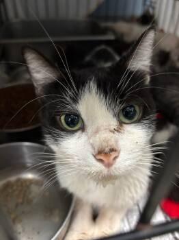 Rescue Domestic Short Hair Cats for Adoption in Evansville, Indiana - Lilac | PetCurious