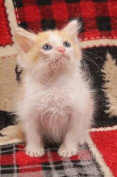 Domestic Short Hair Cats Available for Adoption in Vacaville, California - Diesel | PetCurious