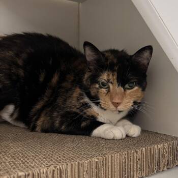 Sinkhole -  Domestic Short Hair Cat for Adoption in Evanston, Illinois - Sinkhole | PetCurious