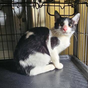 Robin -  Domestic Short Hair Cat for Adoption in Columbus, North Carolina - Robin | PetCurious