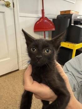 Aquarius -  Domestic Short Hair Cat for Adoption in Fort Worth, Texas - Aquarius | PetCurious
