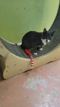 Smokey -  American Shorthair Cat for Adoption in Tunica, Mississippi - Smokey | PetCurious
