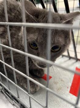 SECRET AGENT -  Domestic Short Hair Cat for Adoption in Las Vegas, Nevada - SECRET AGENT | PetCurious