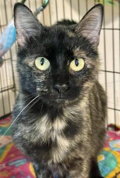 Lola -  Domestic Short Hair and Tortoiseshell Cat for Adoption in Lacon, Illinois - Lola | PetCurious