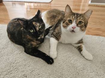 Rescue Calico Cats for Adoption in Mount Clemens, Michigan - Goodboy & Sara | PetCurious
