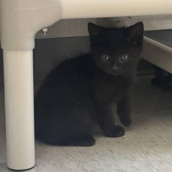 Toto -  Domestic Short Hair Cat for Adoption in Salem, New Hampshire - Toto | PetCurious