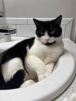Senai -  Domestic Short Hair Cat for Adoption in Toronto, Ontario - Senai | PetCurious