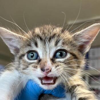Liberty -  Domestic Short Hair Cat Available for Adoption in Mt. Juliet, Tennessee - Liberty | PetCurious