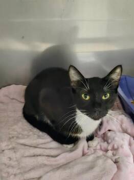 ZIG-ZAG -  Domestic Short Hair Cat for Adoption in Killeen, Texas - ZIG-ZAG | PetCurious