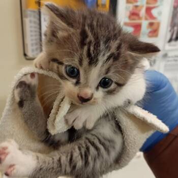 Domestic Short Hair Cats Available for Adoption in Roanoke, Virginia - Vito | PetCurious