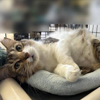 Domestic Short Hair Cats Available for Adoption in Houston, Texas - Luma (formerly Ma