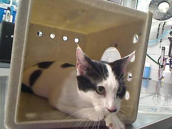 Domestic Short Hair Cats Available for Adoption in Tallahassee, Florida - ZELDA | PetCurious