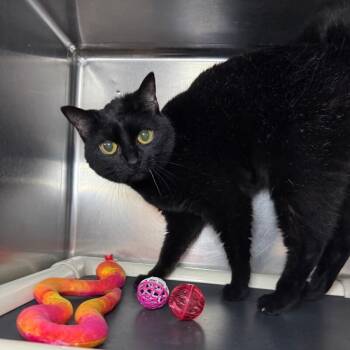 Brittney -  Domestic Short Hair Cat for Adoption in Roanoke, Virginia - Brittney | PetCurious