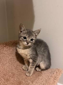 Domestic Short Hair Cats Available for Adoption - *Magnolia | PetCurious