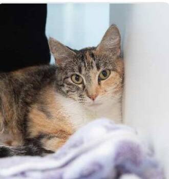 Samantha -  Domestic Short Hair Cat for Adoption in Ogden, Utah - Samantha | PetCurious