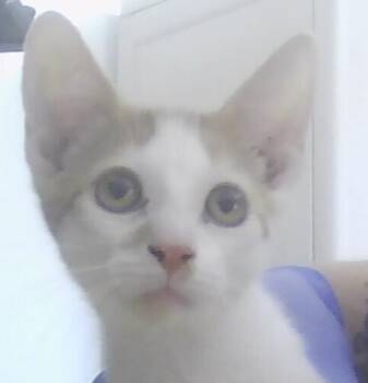 Franklin -  Domestic Short Hair Cat for Adoption in Dayton, Minnesota - Franklin | PetCurious