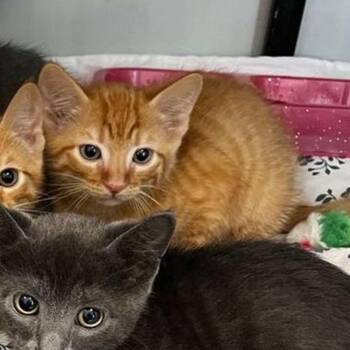 Tide -  Domestic Short Hair Cat for Adoption in Kingman, Arizona - Tide | PetCurious