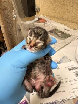 BUTTON -  Domestic Short Hair Cat for Adoption in Riverside, California - BUTTON | PetCurious