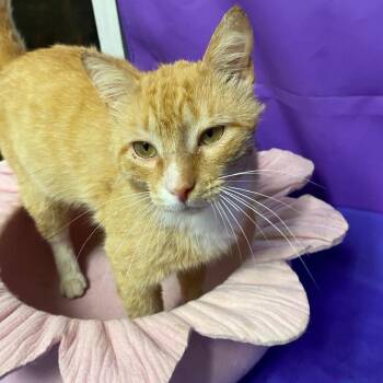 Domestic Short Hair Cats Available for Adoption in North Myrtle Beach, South Carolina - Gustav | PetCurious