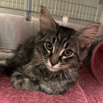 Peanut Butter -  Domestic Short Hair Cat for Adoption in Bristol, Indiana - Peanut Butter | PetCurious