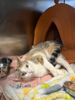 Rescue Domestic Short Hair Cats for Adoption in Houston, Texas - Poptart | PetCurious