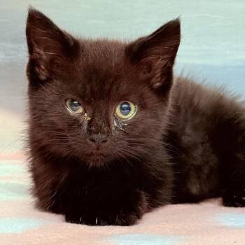 Midnight -  Domestic Medium Hair Cat for Adoption - Midnight | PetCurious