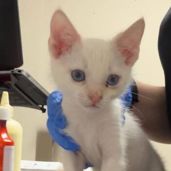 Rescue Domestic Short Hair Cats for Adoption in Yuma, Arizona - Eli | PetCurious