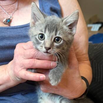 Crash -  Domestic Short Hair Cat for Adoption in Midland, Texas - Crash | PetCurious