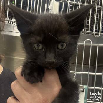 Domestic Short Hair Cats Available for Adoption in Washington, District Of Columbia - Sable | PetCurious