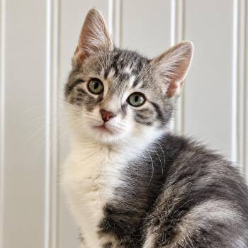 Alto -  Domestic Short Hair Cat for Adoption in Pontiac, Michigan - Alto | PetCurious