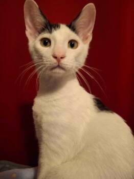 Cookie Dough -  Domestic Short Hair Cat for Adoption in San Antonio, Texas - Cookie Dough | PetCurious