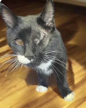 Rescue Domestic Short Hair and Tuxedo Cats for Adoption in Littlestown, Pennsylvania - Sam | PetCurious