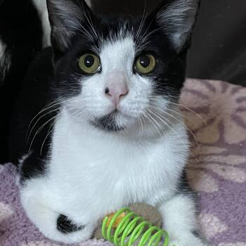 Rescue Domestic Short Hair Cats for Adoption in Ben Avon, Pennsylvania - TRACY & His Mom CHRISSY | PetCurious