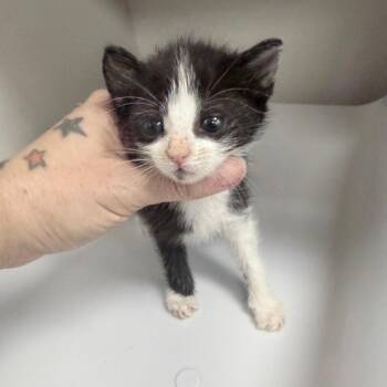 Stromboli -  Domestic Short Hair Cat for Adoption in Jupiter, Florida - Stromboli | PetCurious
