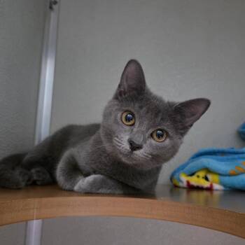 Ash -  Domestic Medium Hair Cat for Adoption in Chattanooga, Tennessee - Ash | PetCurious