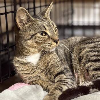 Hunny Bunny -  Tabby and Domestic Short Hair Cat for Adoption in Friendswood, Texas - Hunny Bunny | PetCurious